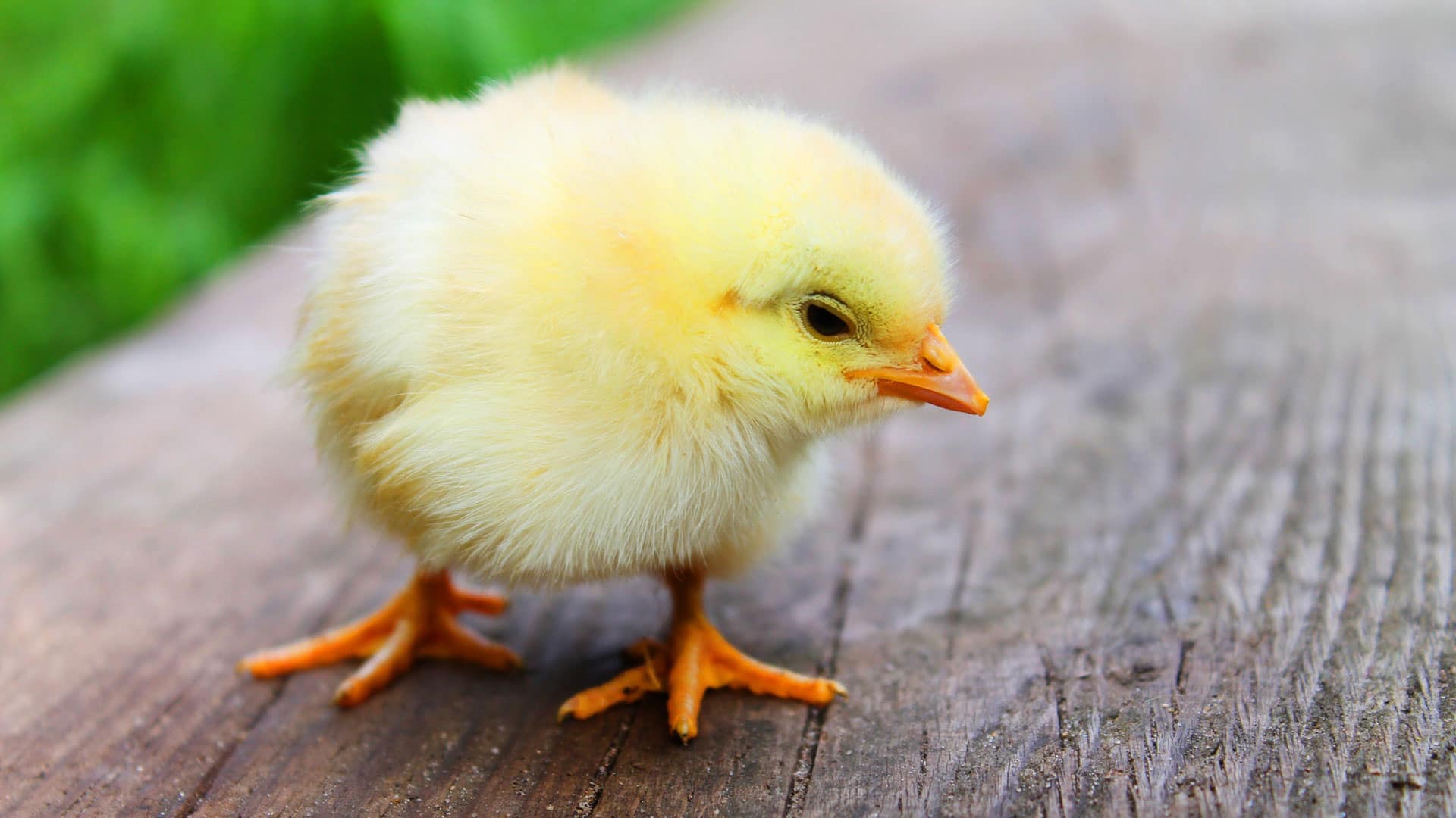 Chicken Egg Keywords Topics