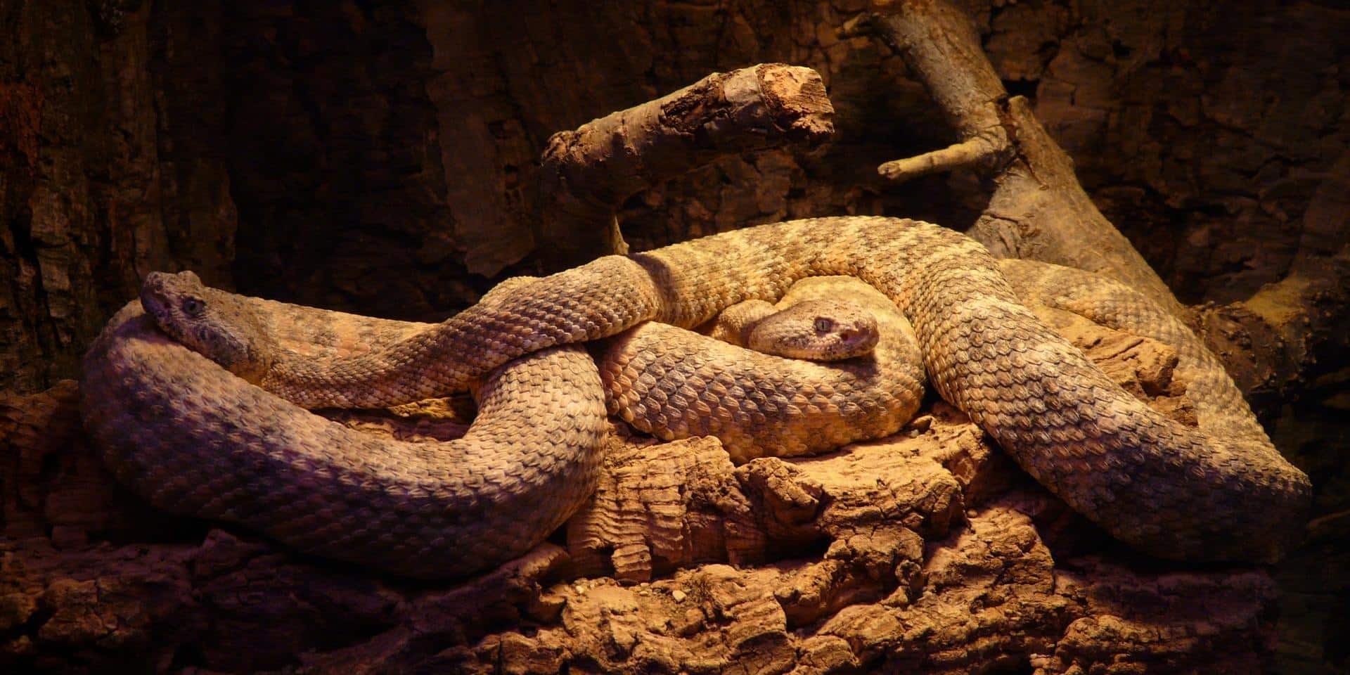 Rattlesnakes Seo